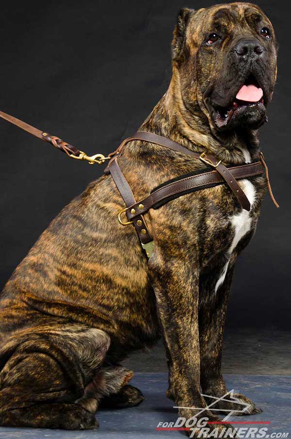 Tracking/Pulling Leather Dog Harness Cane corso harness