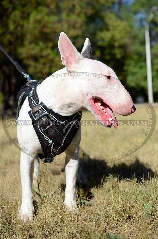 Painted Leather Bull Terrier Harness Padded Chest