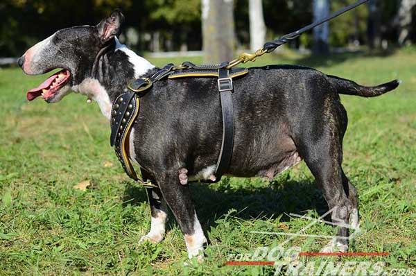 Royal Leather Bull Terrier Harness Design Dog Supply