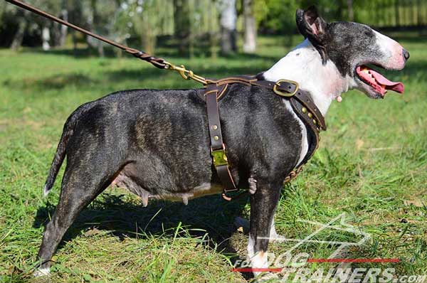 Royal Brass Studs Bull Terrier Harness Leather Padded Chest