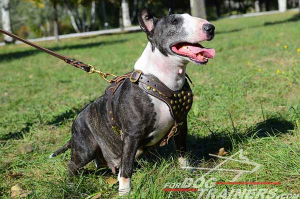 Royal Studs Leather Bull Terrier Harness Stylish Dog Supply