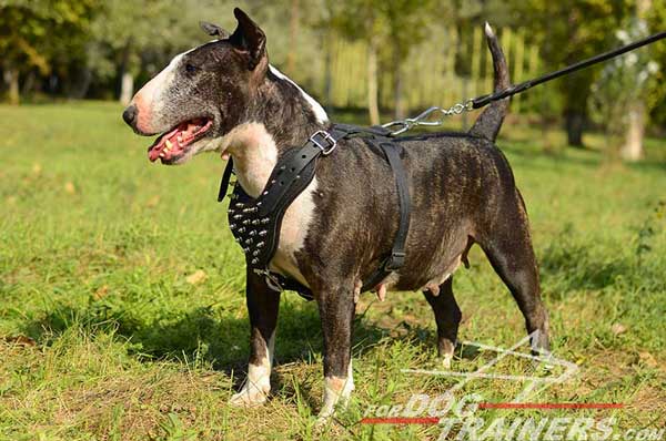 Nickel Plated Spiked Bull Terrier Harness Leather Durable Fittings