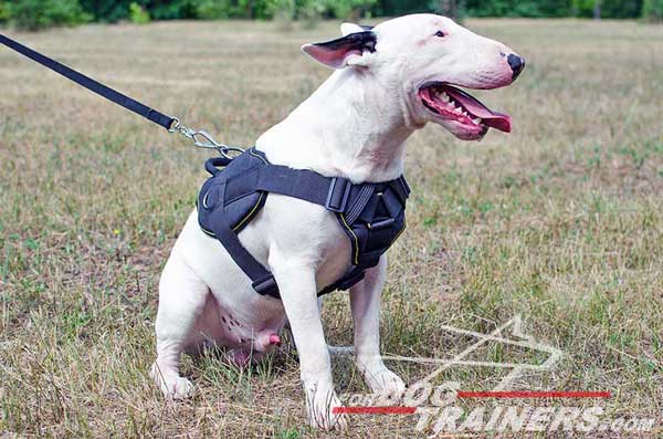 dog body strap