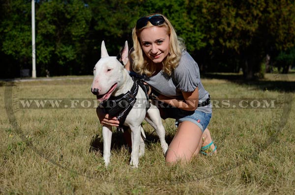 Training Painted Bull Terrier Harness Padded Chest