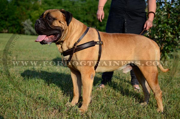 Leather Bullmastiff Harness for pulling