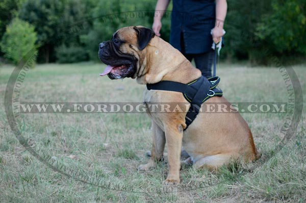 Nylon Bullmastiff Harness for pulling