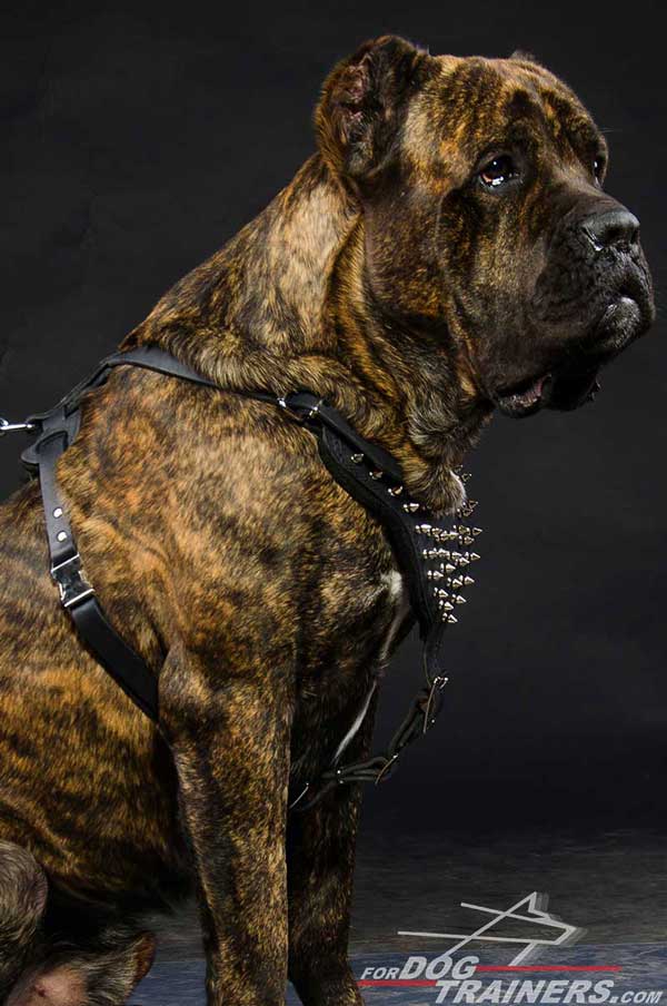 Spiked chest plate on Cane Corso Harness