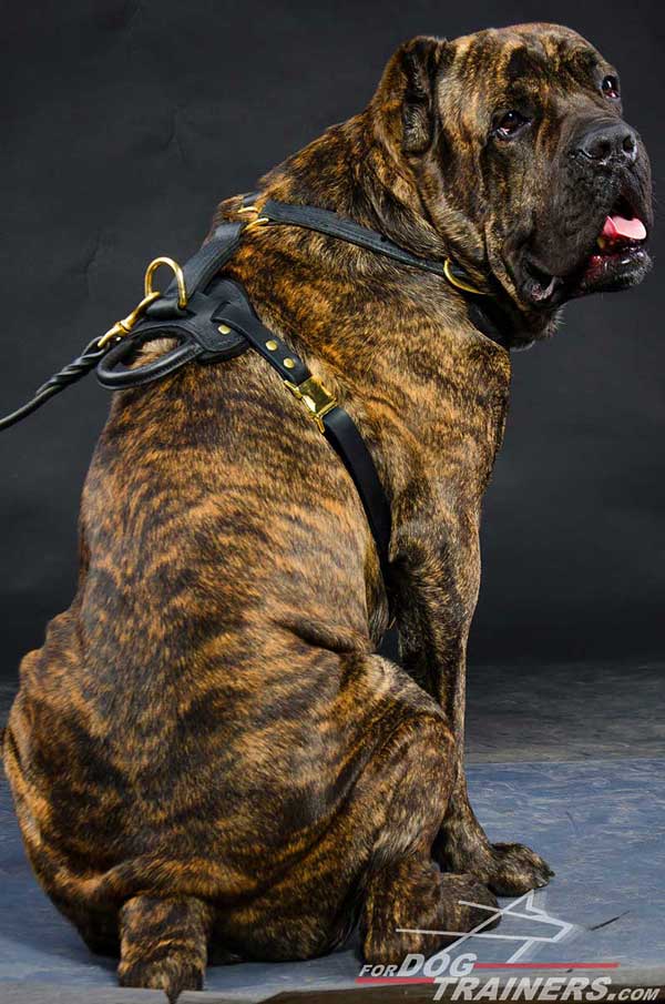 Cane Corso leather dog harness with padded back plate