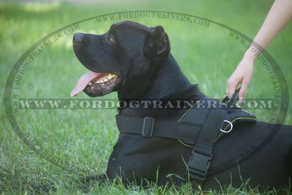 Lightweight Pulling and Tracking Harness for Large Dogs