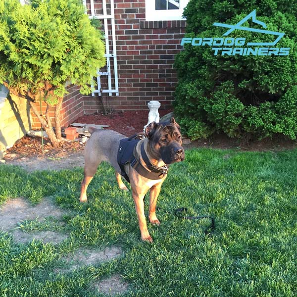 Lily on the Yard in Nylon Cane Corso Harness