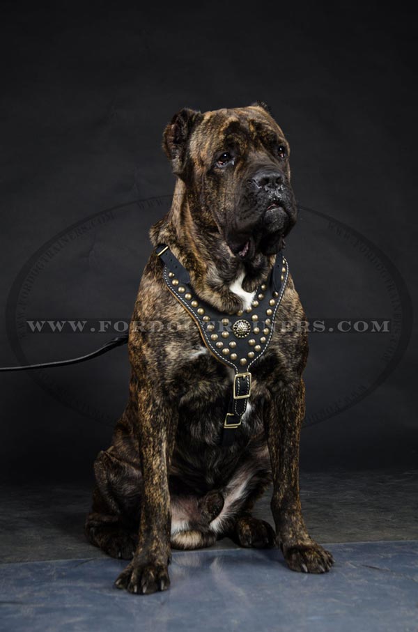 Cane Corso Hand-made Padded dog harness