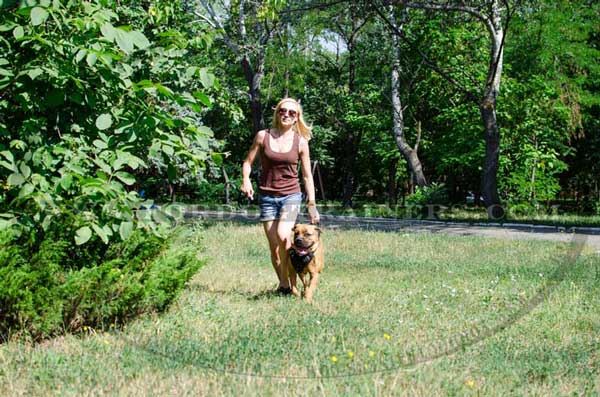 Training Cane Corso Harness