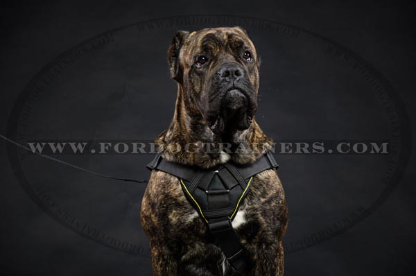 Nylon Cane Corso Harness Multifunctional