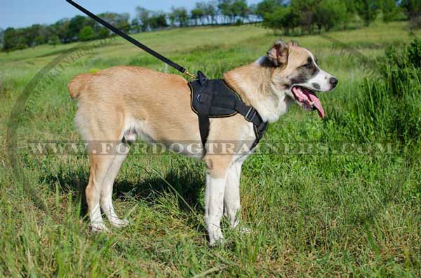 Nylon Central Asian Shepherd Harness with Adjustable Straps