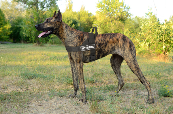 Attack Training Nylon Great Dane Harness