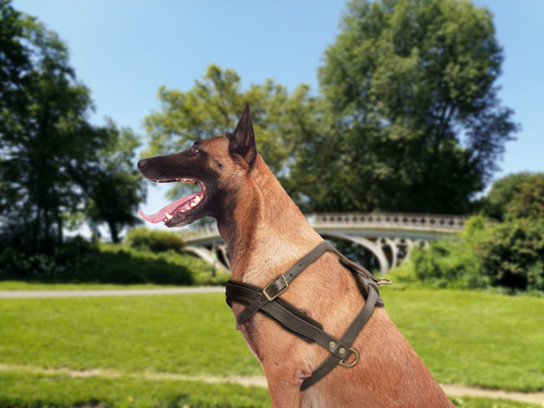Walking Chest Padded Leather Harness