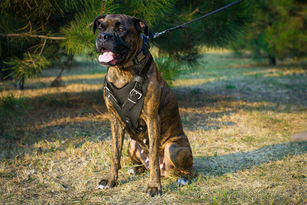 Tracking Leather Boxer Harness