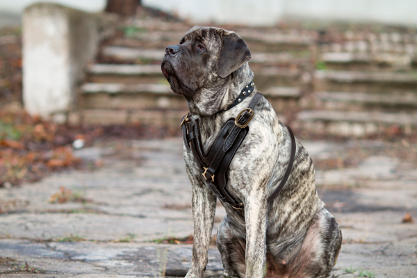 Chest Padded Leather Mastiff Harness