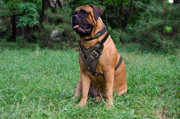 Protection Leather Bullmastiff Harness