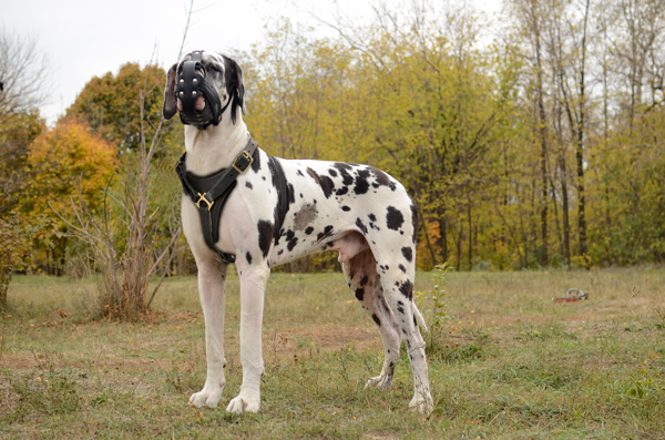 Attack Training Leather Great Dane Harness