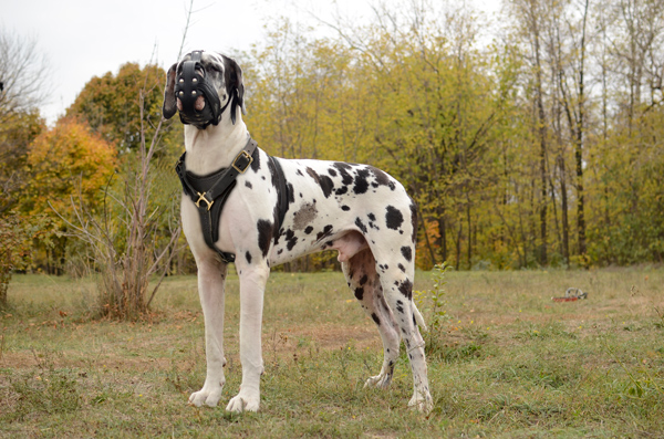 Agitation Training Leather Great Dane Harness