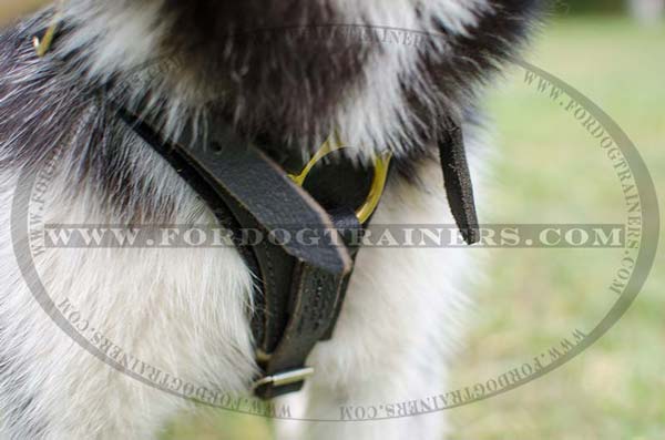 Wide Chest Plate of Leather Dog Harness for Siberian Husky