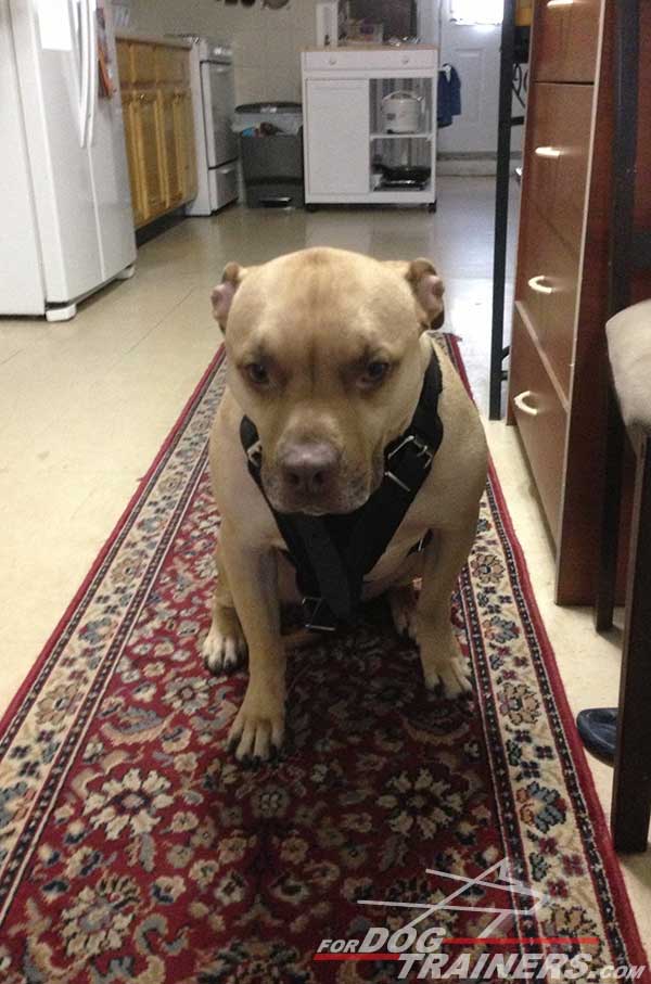 Super comfortable everyday walking leather harness for Pitbull
