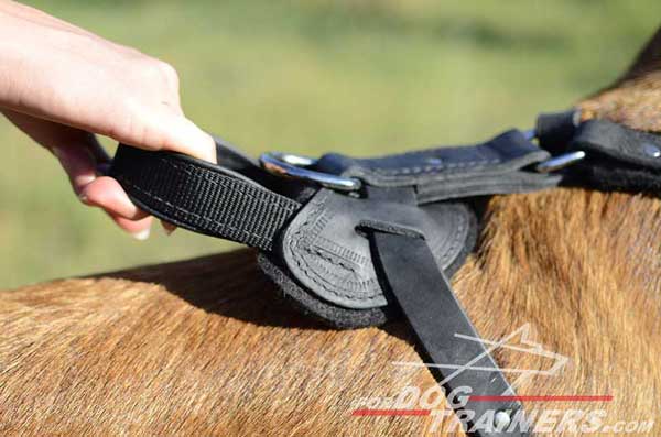 Easy Control Handle of Leather Belgian Malinois Harness for training