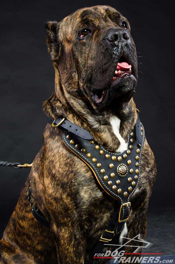 Hand-decorated leather dog harness for Cane Corso