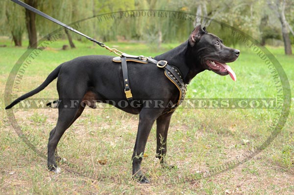 Soft Nappa padded decorated leather Pitbull harness