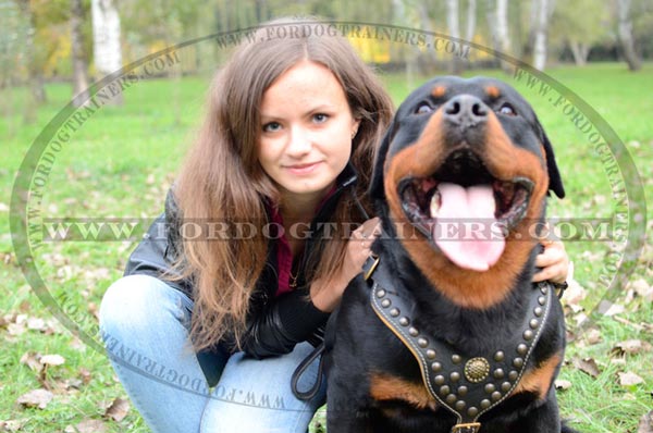 Designer-made dog harness for Rottweiler