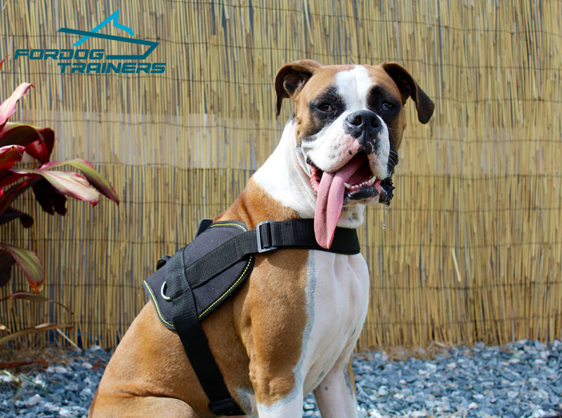 Shop for Boxer Dog Harness Nylon Harness for Walking
