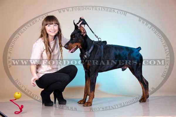 Leather Doberman Harness for dog agitation training and walking