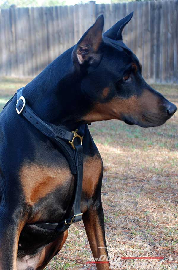Adjustable Leather Doberman Harness with padded chest plate