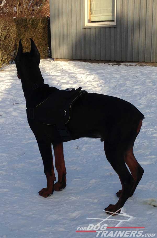 Lightweight Nylon Doberman Harness