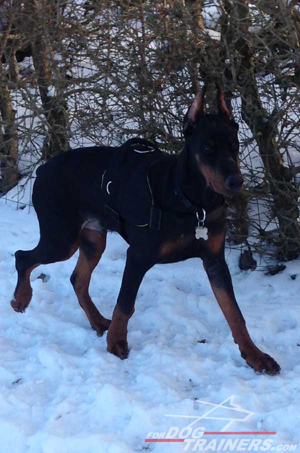 Nylon Doberman Harness for dog walking