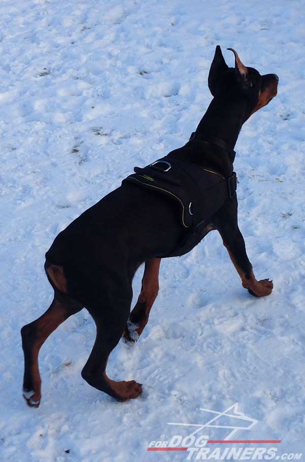 Nylon Doberman Harness with round handle