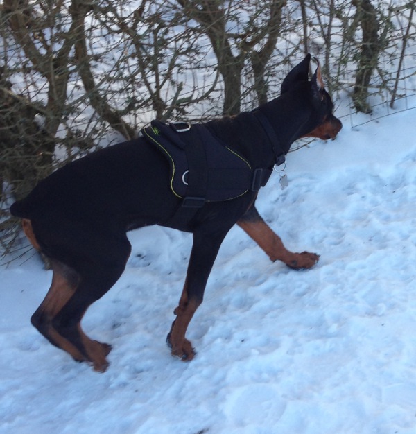 Stitched Nylon Doberman Harness