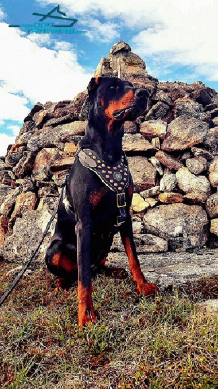 Padded Leather Harness for Doberman Walking and Training