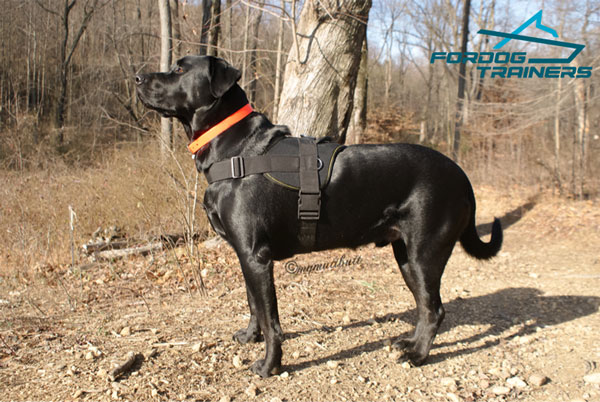 Light in Weight Nylon Dog Harness Adjusts Perfectly