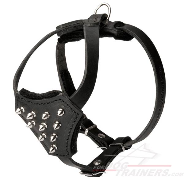 Decorated black leather dog harness spiked for Beagle