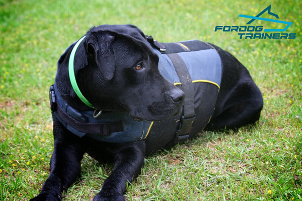 Highly Comfortable Rehabilitation Labrador Vest