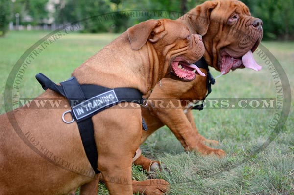 daily walking nylon harness for Dogue-de-Bordeaux breed