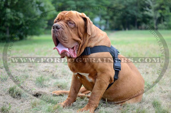 Nylon Training Harness with comfy buckle
