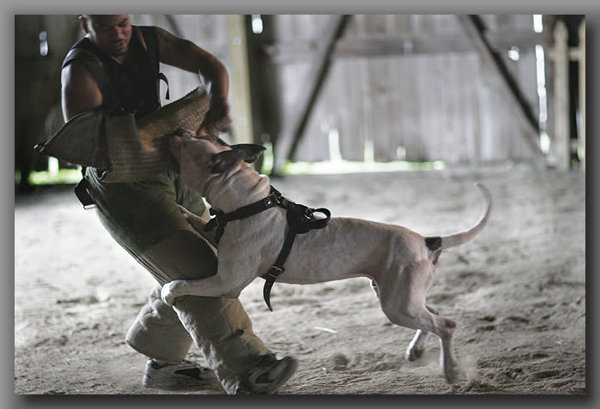 Doom in Padded Harness for American Bulldog Agitation Work