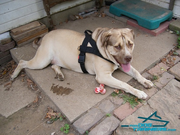 Multi-purpose Nylon Dog Harness with Rust-proof Fittings