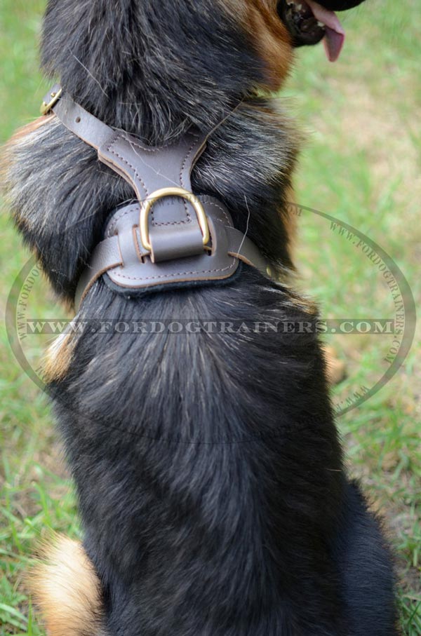 Brass D-Ring on Durable German Shepherd Harness Leather for Leash Attachment