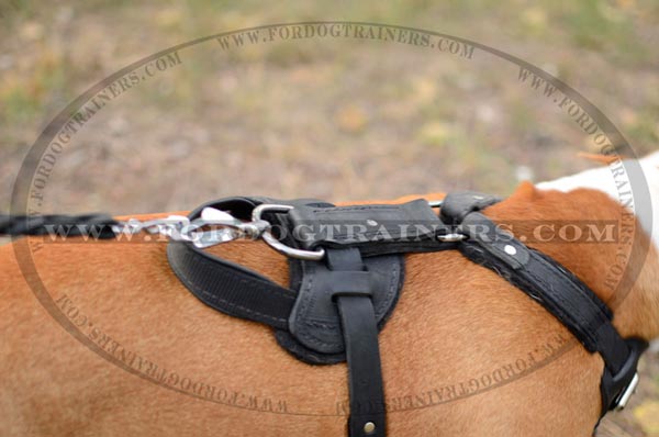 Durable D-ring on Leather Dog Harness for Staffordshire Terriers