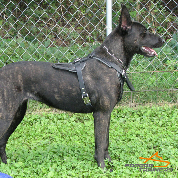 Adjustable Leather Dog Harness for Dutch Shepherd Comfy Training