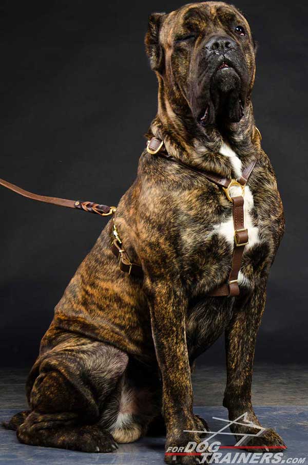 Tracking leather dog harness